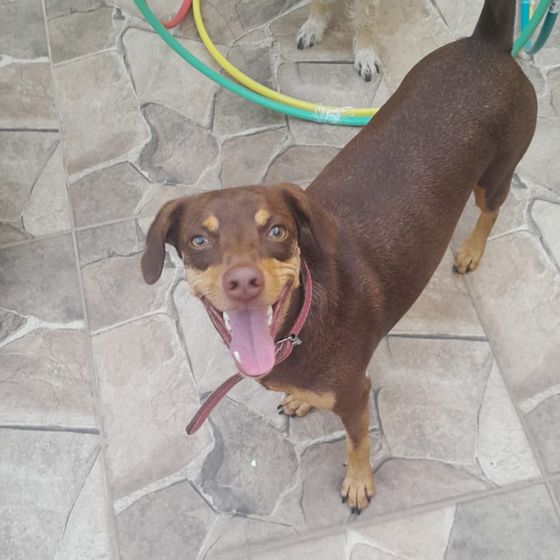 Cachorrinho sorridente no quintal