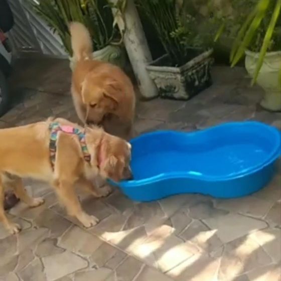 Goldens brincando na piscininha