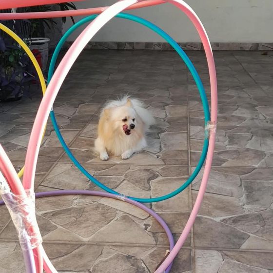 Lulu brincando no circuito de bambolês
