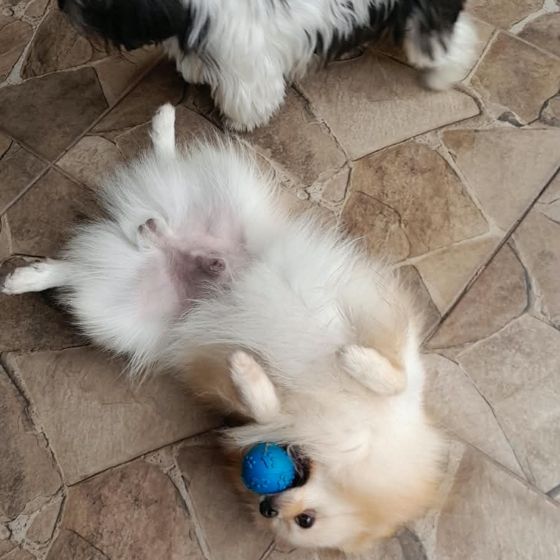 Pets brincando com bolinha