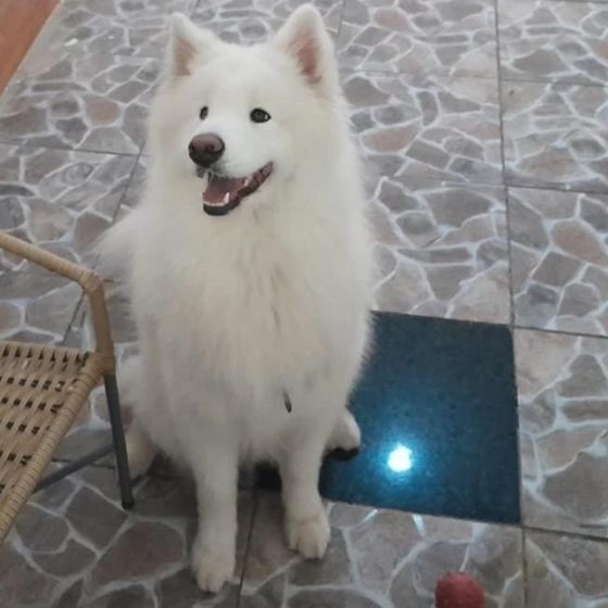 Samoieda sentado e feliz